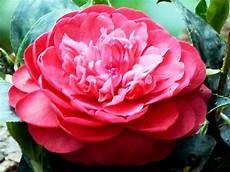 日本山茶花象征